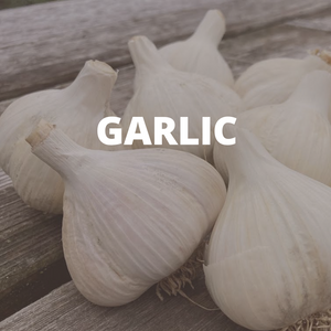 Garlic Bulbs 2024