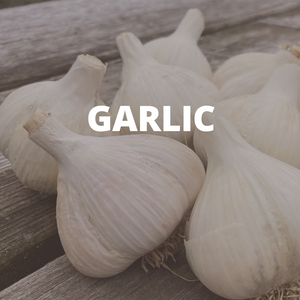 Garlic Bulbs