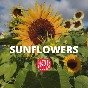 2025 Sunflowers